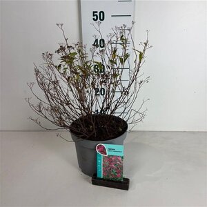 Spiraea jap. 'Anthony Waterer' 30-40 cm cont. 3,5L