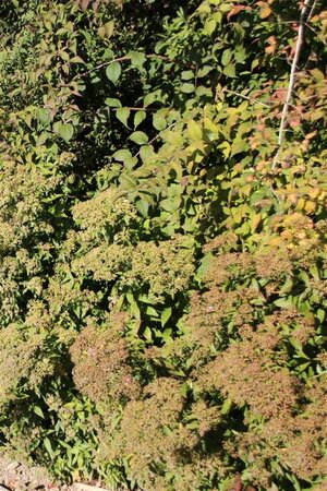 Spiraea jap. 'Anthony Waterer' 40-60 cm wortelgoed struik - afbeelding 2