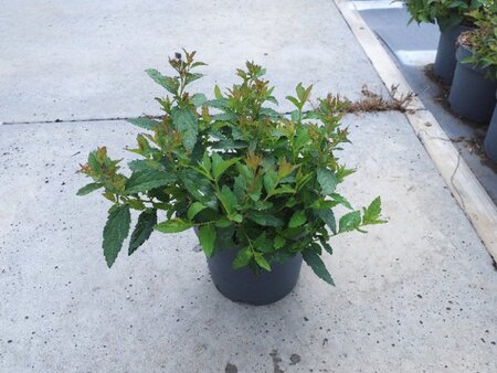 Spiraea jap. 'Anthony Waterer' geen maat specificatie cont. 1,3L - afbeelding 3