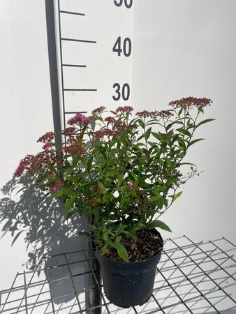 Spiraea jap. 'Anthony Waterer' geen maat specificatie cont. 1,3L - afbeelding 2