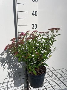 Spiraea jap. 'Anthony Waterer' geen maat specificatie cont. 1,3L - afbeelding 2