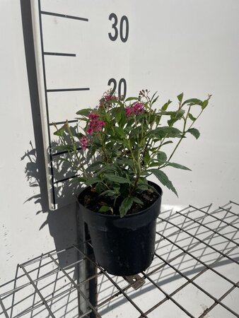Spiraea jap. 'Anthony Waterer' geen maat specificatie cont. 1,3L - afbeelding 4