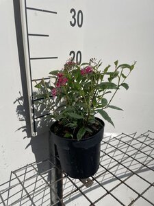 Spiraea jap. 'Anthony Waterer' geen maat specificatie cont. 1,3L - afbeelding 4