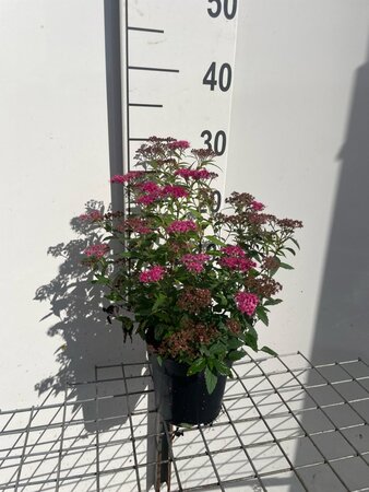Spiraea jap. 'Anthony Waterer' geen maat specificatie cont. 1,3L