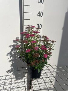 Spiraea jap. 'Anthony Waterer' geen maat specificatie cont. 1,3L
