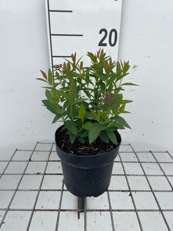 Spiraea jap. 'Anthony Waterer' geen maat specificatie cont. 1,3L - afbeelding 2
