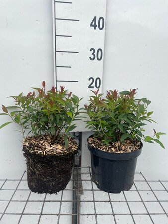 Spiraea jap. 'Anthony Waterer' geen maat specificatie cont. 3,0L - afbeelding 1