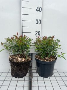 Spiraea jap. 'Anthony Waterer' geen maat specificatie cont. 3,0L