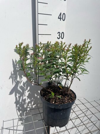 Spiraea jap. 'Anthony Waterer' geen maat specificatie cont. 3,0L - afbeelding 3