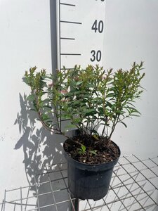 Spiraea jap. 'Anthony Waterer' geen maat specificatie cont. 3,0L - afbeelding 3