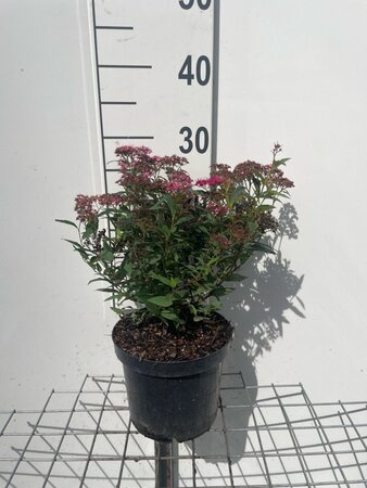 Spiraea jap. 'Anthony Waterer' geen maat specificatie cont. 3,0L - afbeelding 2