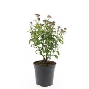 Spiraea jap. 'Crispa' geen maat specificatie cont. 1,5L