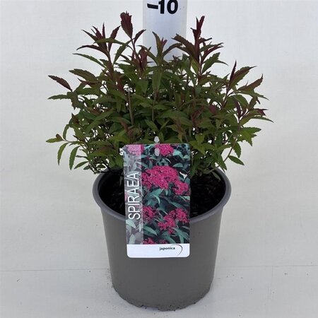 Spiraea jap. 'Dart's Red' 25-30 cm cont. 3,0L - afbeelding 2