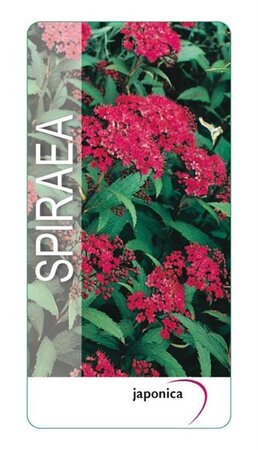 Spiraea jap. 'Dart's Red' 25-30 cm cont. 3,0L - afbeelding 2