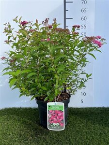 Spiraea jap. 'Dart's Red' 25-30 cm cont. 3,0L - afbeelding 1