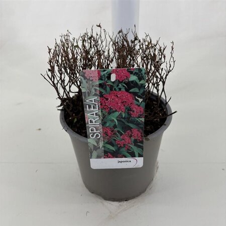 Spiraea jap. 'Dart's Red' 25-30 cm cont. 3,0L - afbeelding 3
