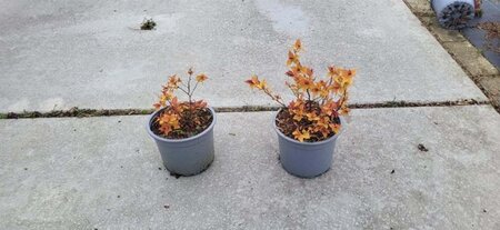 Spiraea jap. 'Firelight' 10-15 cm cont. 1L - afbeelding 3