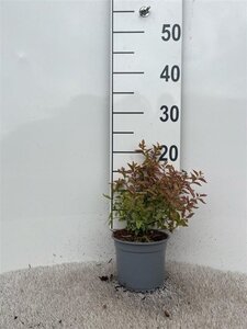 Spiraea jap. 'Firelight' 10-15 cm cont. 1L