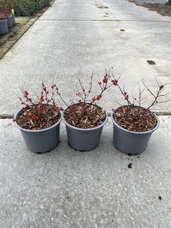 Spiraea jap. 'Firelight' 10-15 cm cont. 1L - afbeelding 2