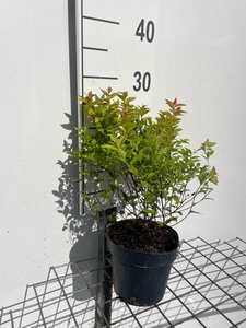 Spiraea jap. 'Firelight' geen maat specificatie cont. 1,3L - afbeelding 1