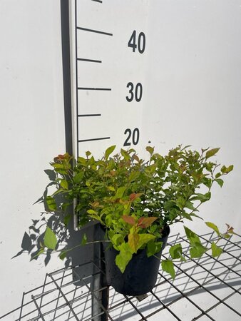 Spiraea jap. 'Firelight' geen maat specificatie cont. 1,3L - afbeelding 3
