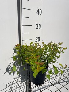 Spiraea jap. 'Firelight' geen maat specificatie cont. 1,3L - afbeelding 3