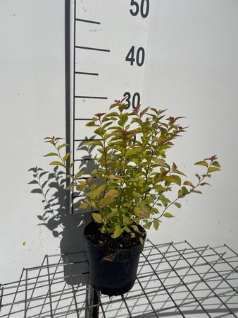 Spiraea jap. 'Firelight' geen maat specificatie cont. 1,3L