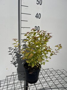Spiraea jap. 'Firelight' geen maat specificatie cont. 1,3L