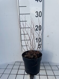 Spiraea jap. 'Firelight' geen maat specificatie cont. 1,3L - afbeelding 2