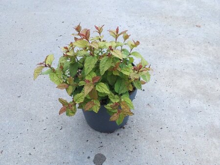 Spiraea jap. 'Firelight' geen maat specificatie cont. 1,3L - afbeelding 3