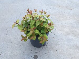 Spiraea jap. 'Firelight' geen maat specificatie cont. 1,3L - afbeelding 3