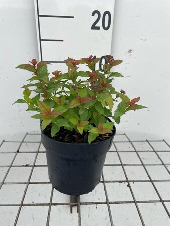 Spiraea jap. 'Firelight' geen maat specificatie cont. 1,3L - afbeelding 2