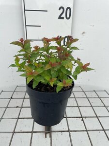 Spiraea jap. 'Firelight' geen maat specificatie cont. 1,3L - afbeelding 2
