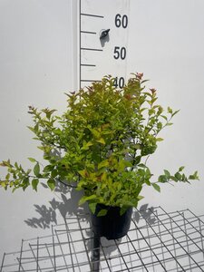 Spiraea jap. 'Firelight' geen maat specificatie cont. 3,0L