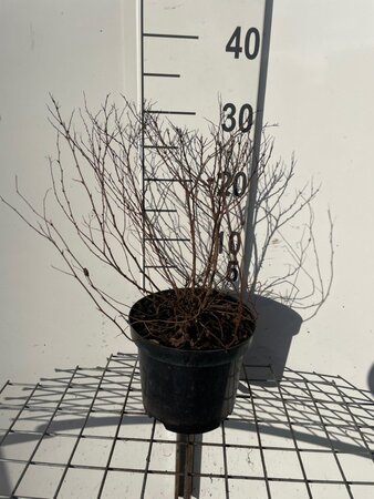 Spiraea jap. 'Firelight' geen maat specificatie cont. 3,0L - afbeelding 2
