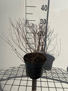 Spiraea jap. 'Firelight' geen maat specificatie cont. 3,0L - afbeelding 2