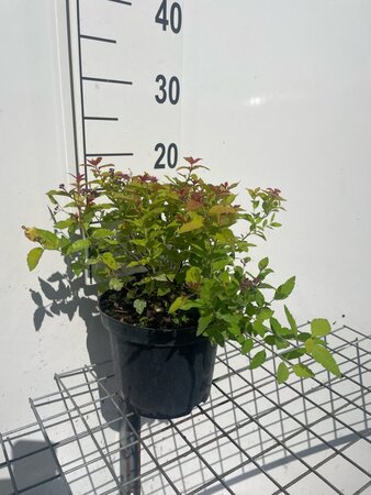 Spiraea jap. 'Firelight' geen maat specificatie cont. 3,0L - afbeelding 4
