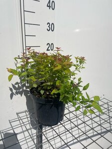 Spiraea jap. 'Firelight' geen maat specificatie cont. 3,0L - afbeelding 4
