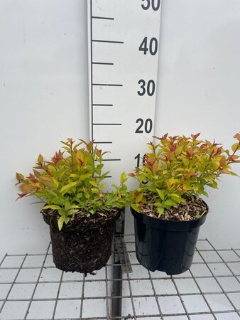 Spiraea jap. 'Firelight' geen maat specificatie cont. 3,0L - afbeelding 2