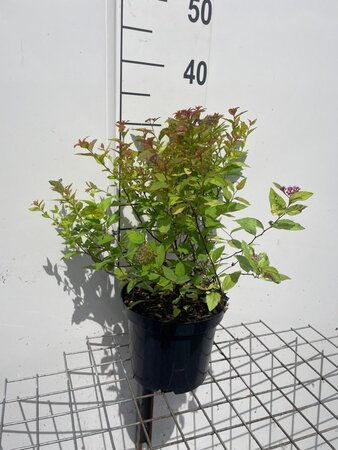 Spiraea jap. 'Firelight' geen maat specificatie cont. 3,0L - afbeelding 3