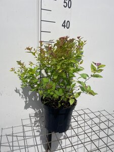 Spiraea jap. 'Firelight' geen maat specificatie cont. 3,0L - afbeelding 3