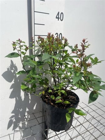 Spiraea jap. 'Froebelii' 30-40 cm cont. 3,0L