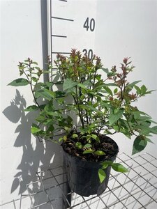 Spiraea jap. 'Froebelii' 30-40 cm cont. 3,0L
