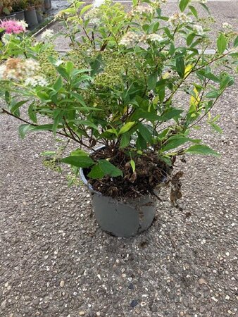 Spiraea jap. 'Genpei' 25-30 cm cont. 2,0L - afbeelding 4
