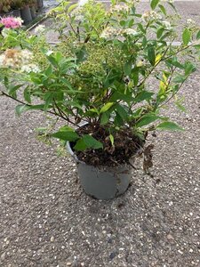 Spiraea jap. 'Genpei' 25-30 cm cont. 2,0L - afbeelding 4