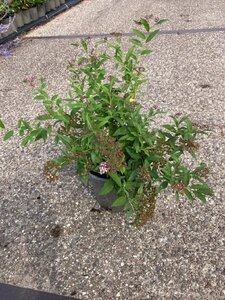 Spiraea jap. 'Genpei' 25-30 cm cont. 2,0L - afbeelding 5