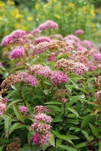 Spiraea jap. 'Genpei' 30-40 cm cont. 2,0L - afbeelding 1