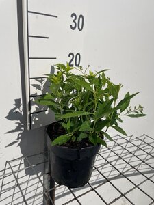 Spiraea jap. 'Genpei' geen maat specificatie cont. 1,3L - afbeelding 2