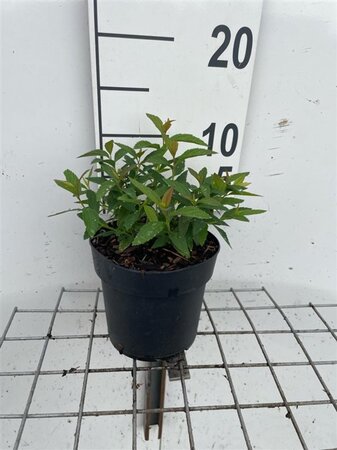 Spiraea jap. 'Genpei' geen maat specificatie cont. 1,3L - afbeelding 1