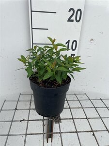 Spiraea jap. 'Genpei' geen maat specificatie cont. 1,3L - afbeelding 1